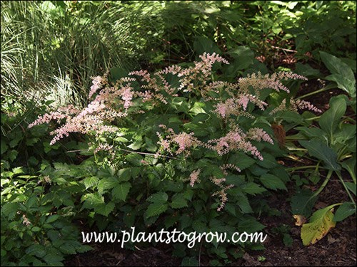 Sprite Astilbe (Astilbe simplicifolia)